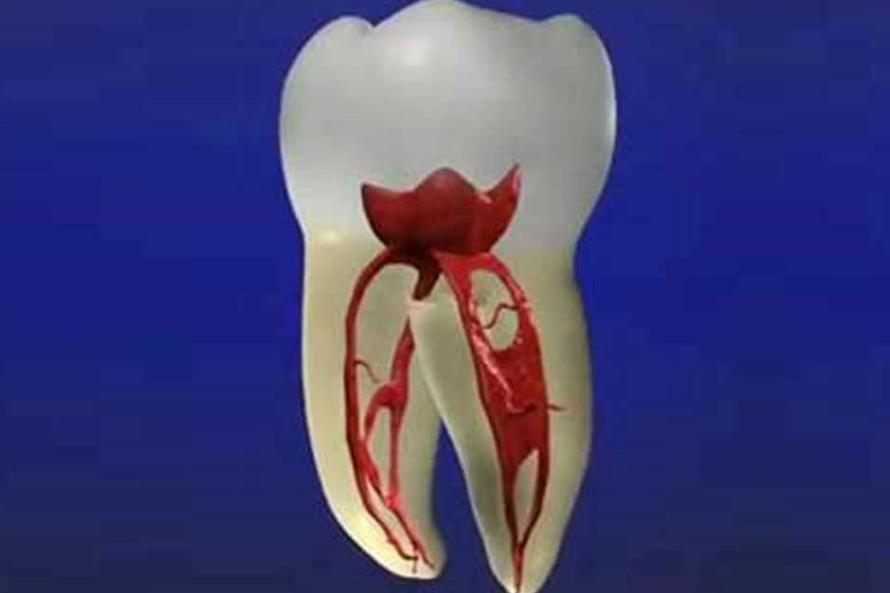 歯の保存率